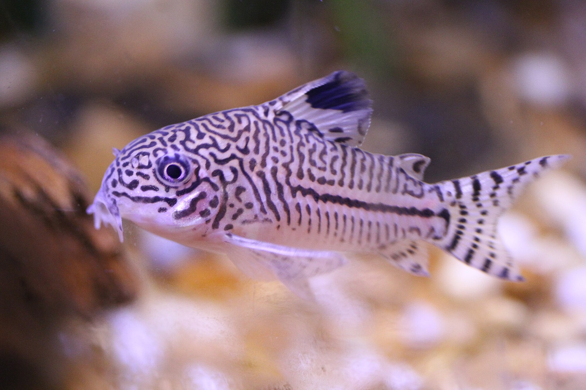 Corydoras trilineatus