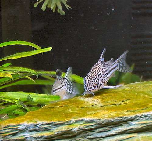 Thumbnail 2 Corydoras trilineatus