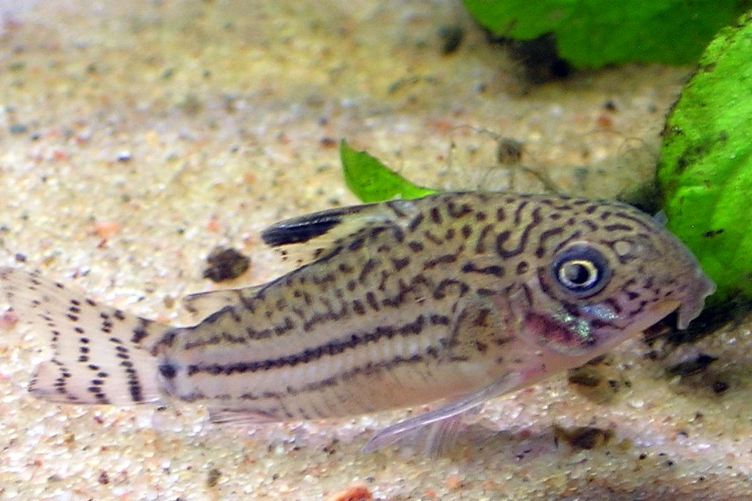 Thumbnail 3 Corydoras trilineatus