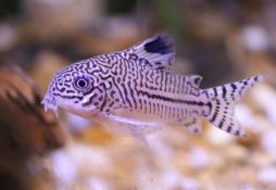 Corydoras trilineatus