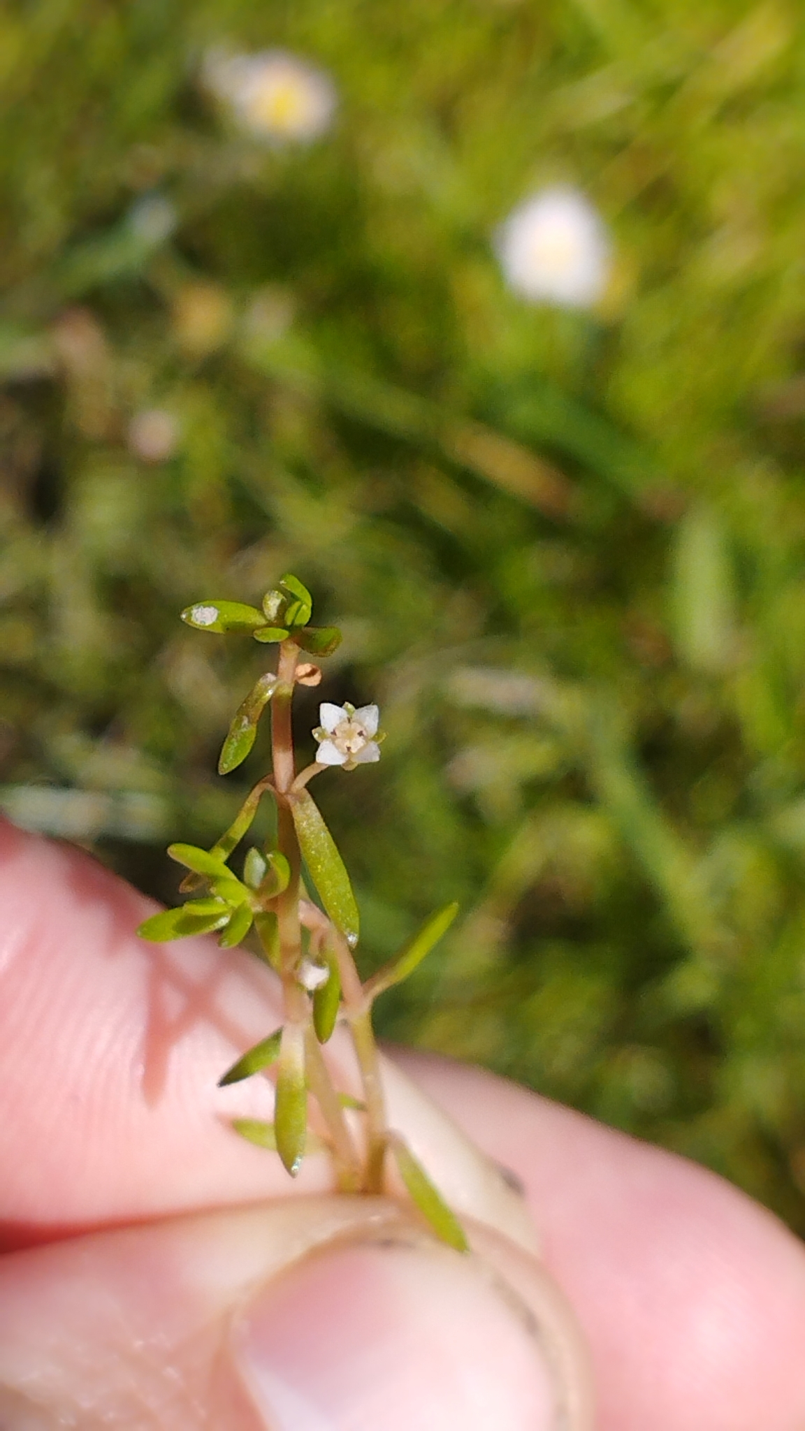 Thumbnail 2 Crassula helmsii