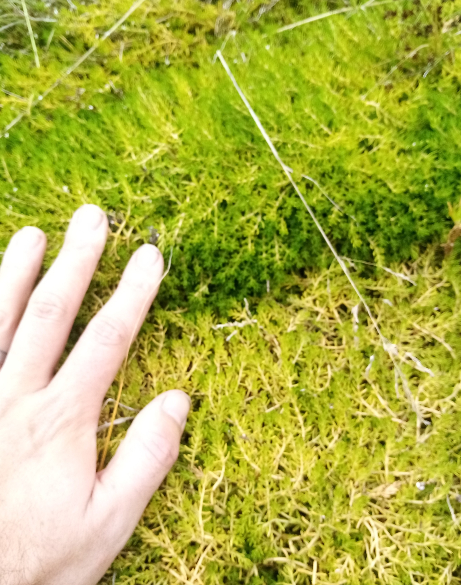 Thumbnail 3 Crassula helmsii