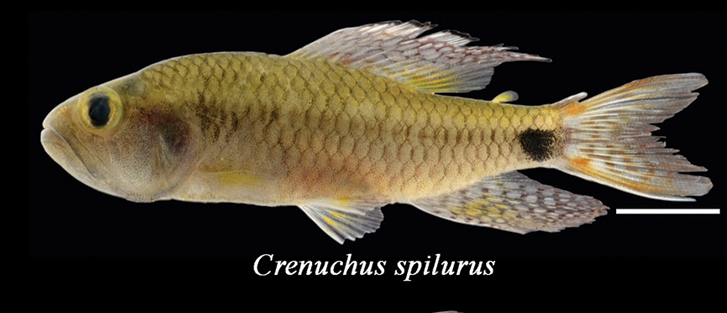 Thumbnail 2 Crenuchus spilurus