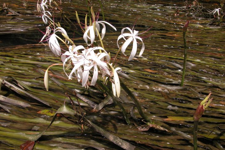 Thumbnail 2 Crinum thaianum