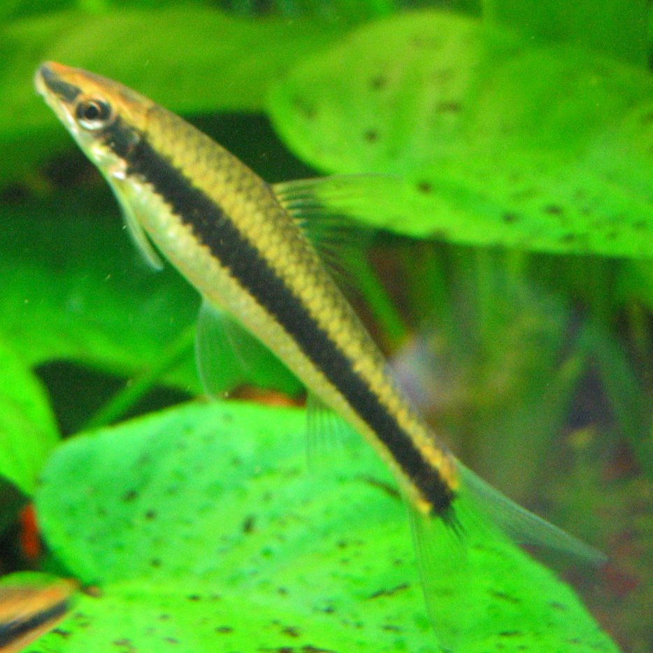 Thumbnail 2 Crossocheilus langei