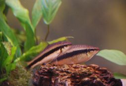 Crossocheilus langei