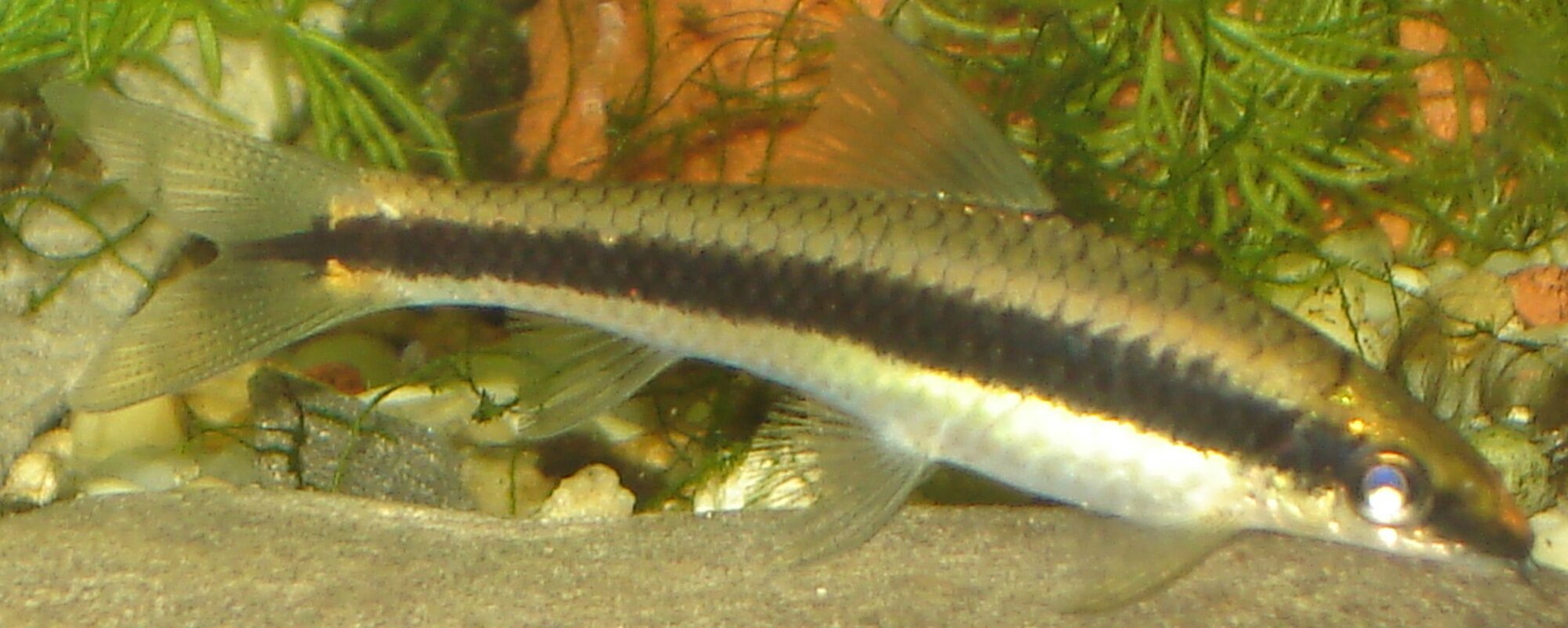 Thumbnail 2 Crossocheilus siamensis