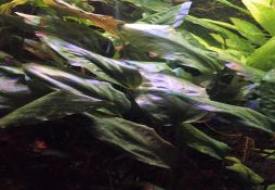 Cryptocoryne cordata