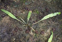 Cryptocoryne crispatula