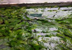 Cryptocoryne lutea