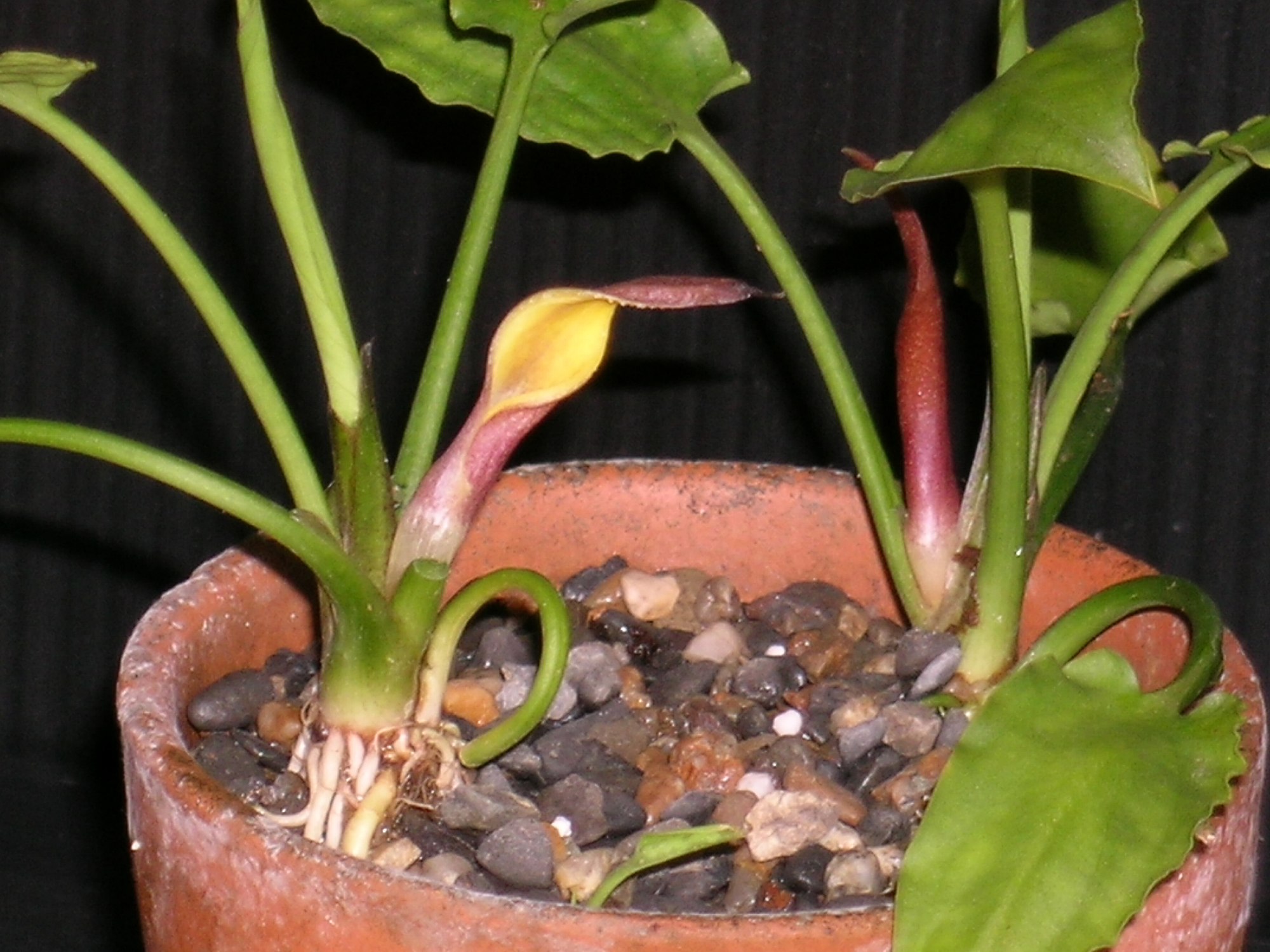 Thumbnail 2 Cryptocoryne pontederiifolia
