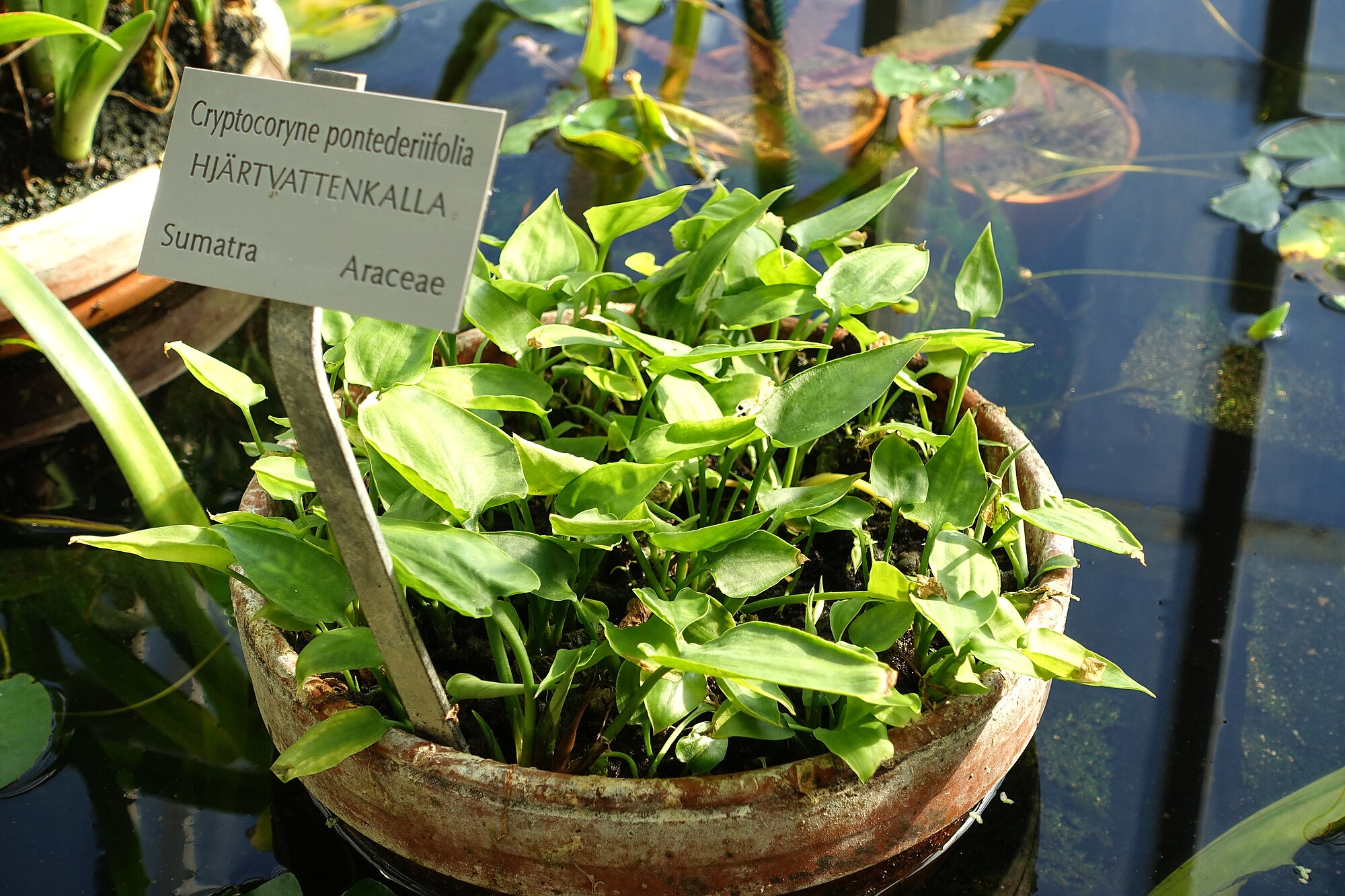 Thumbnail 3 Cryptocoryne pontederiifolia