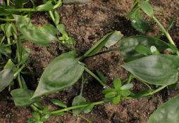Cryptocoryne pontederiifolia