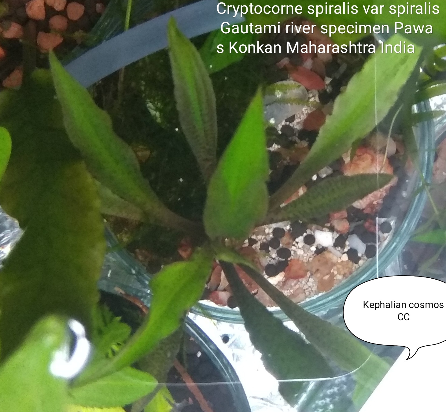Thumbnail 2 Cryptocoryne spiralis