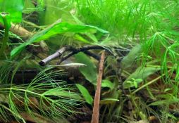 Cryptocoryne usteriana