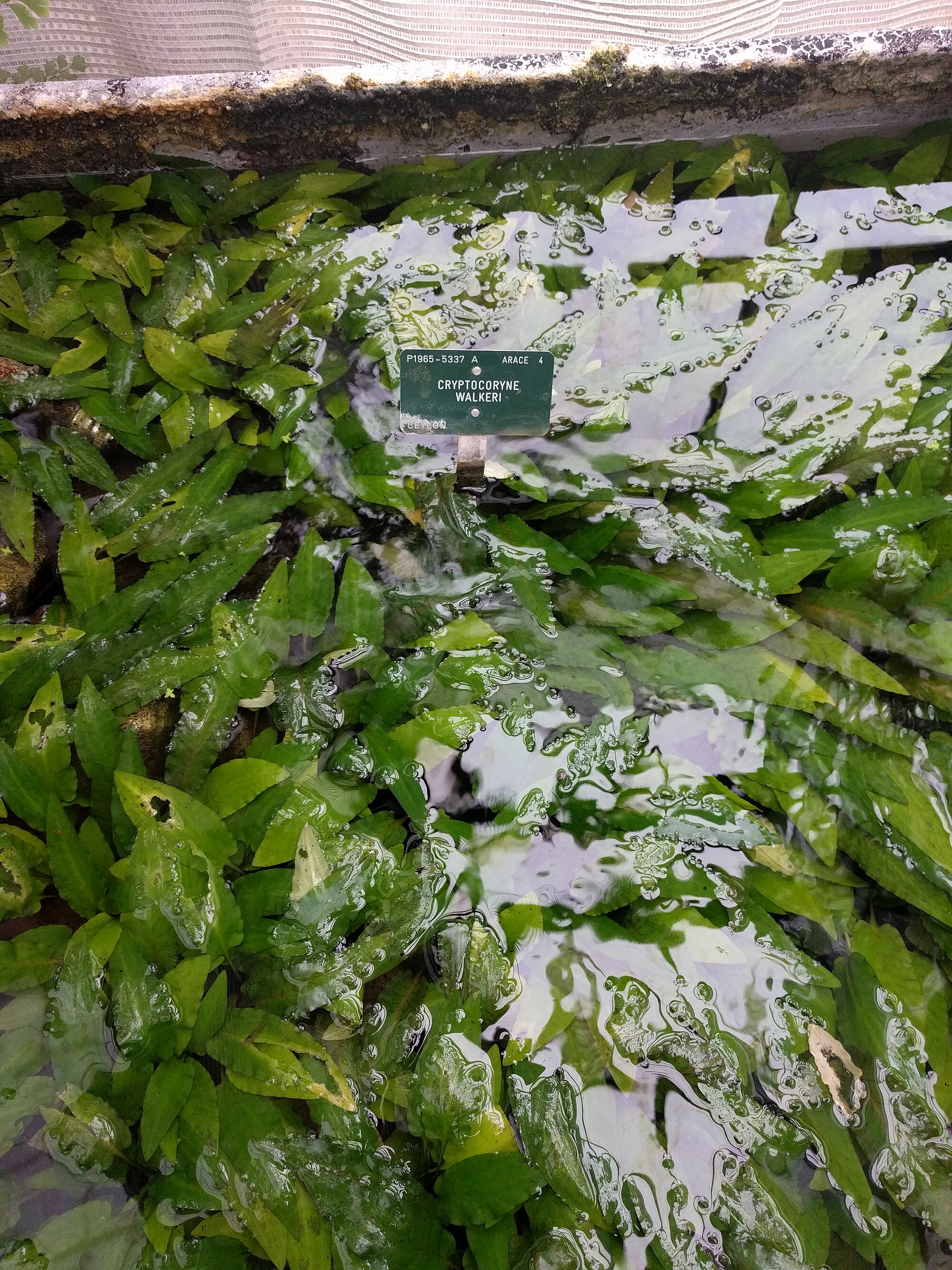 Cryptocoryne walkeri
