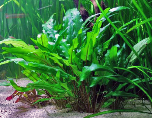 Thumbnail 2 Cryptocoryne wendtii