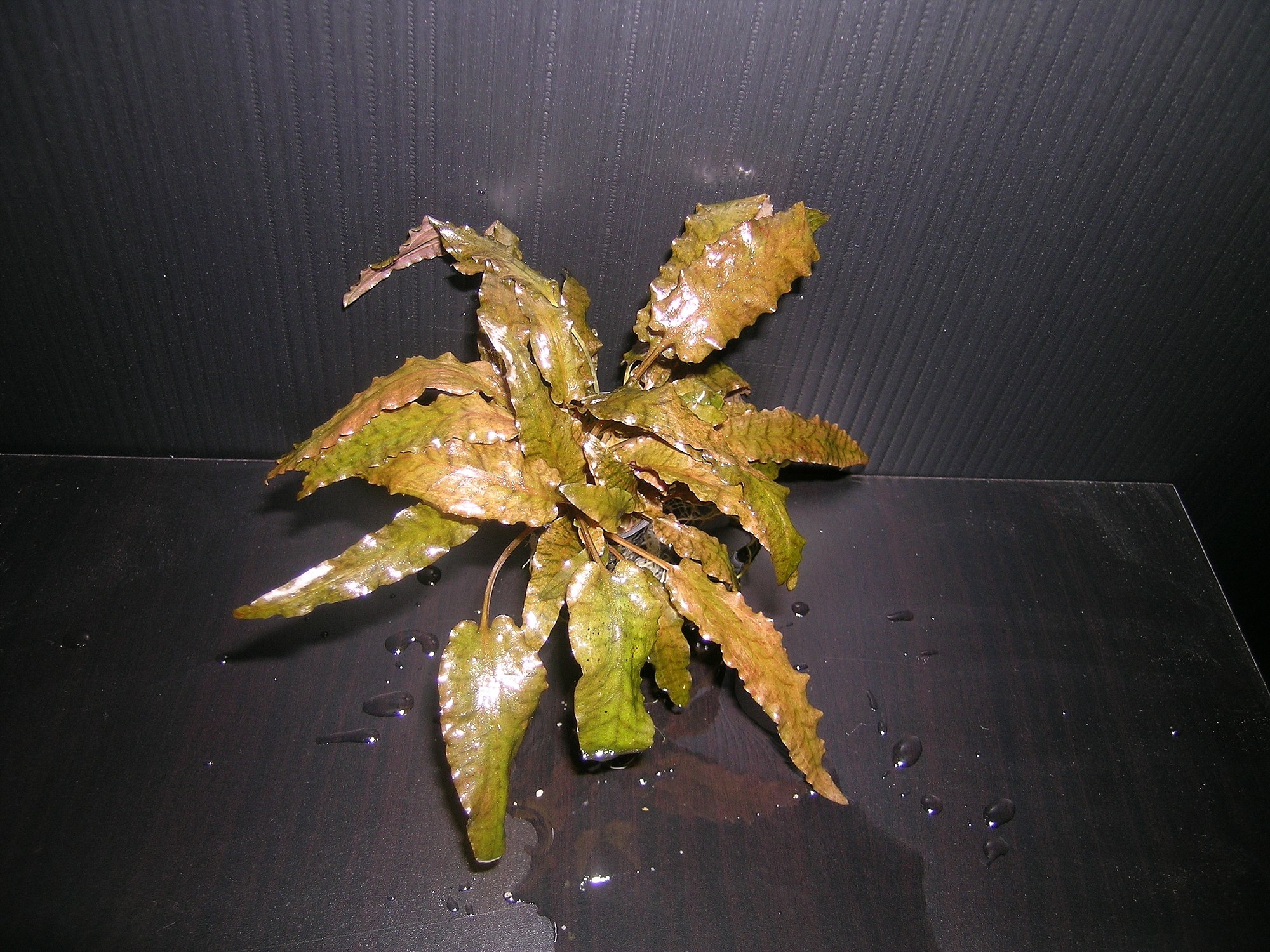 Thumbnail 3 Cryptocoryne wendtii