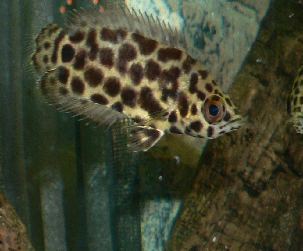 Ctenopoma acutirostre