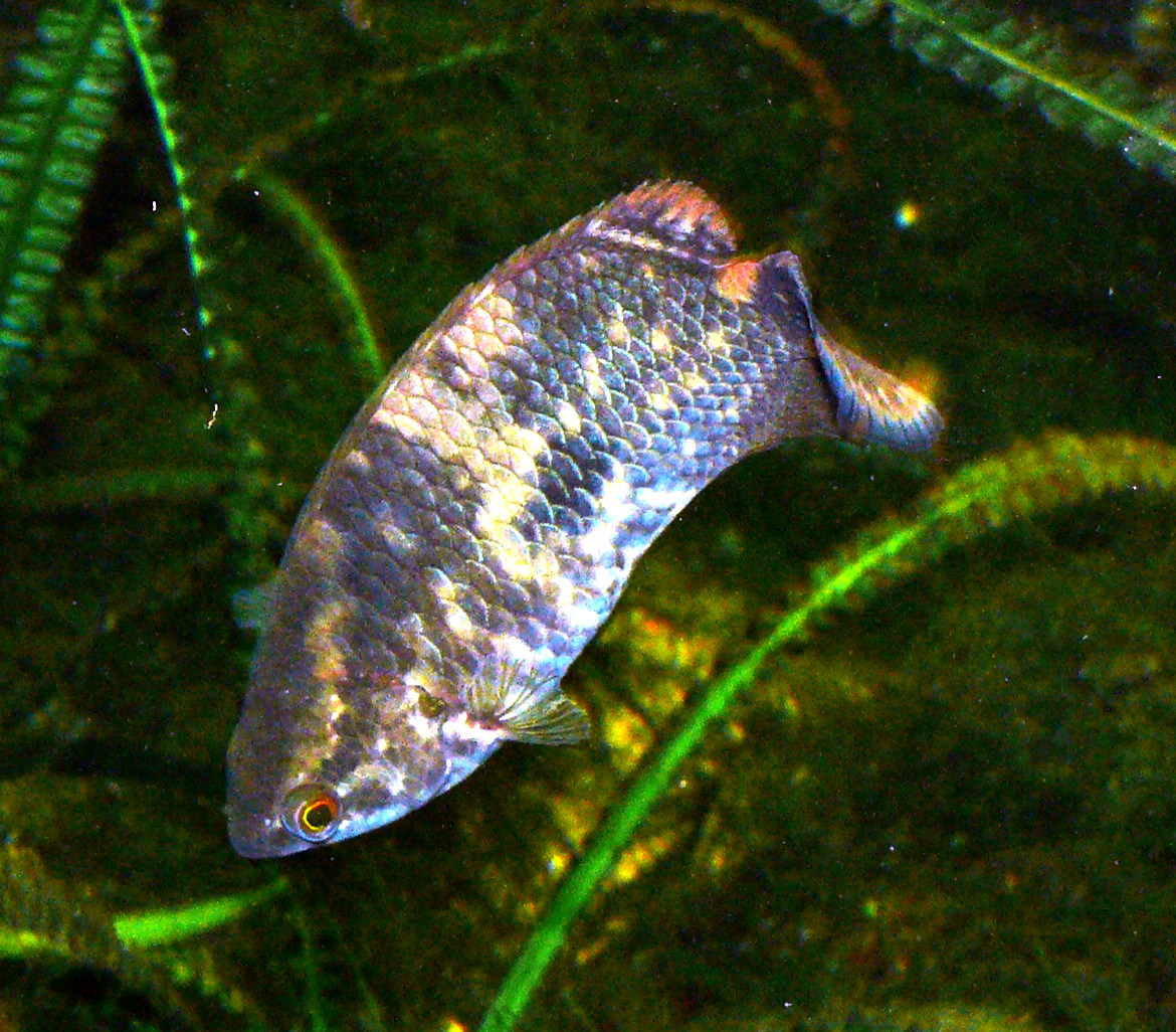 Thumbnail 2 Ctenopoma acutirostre