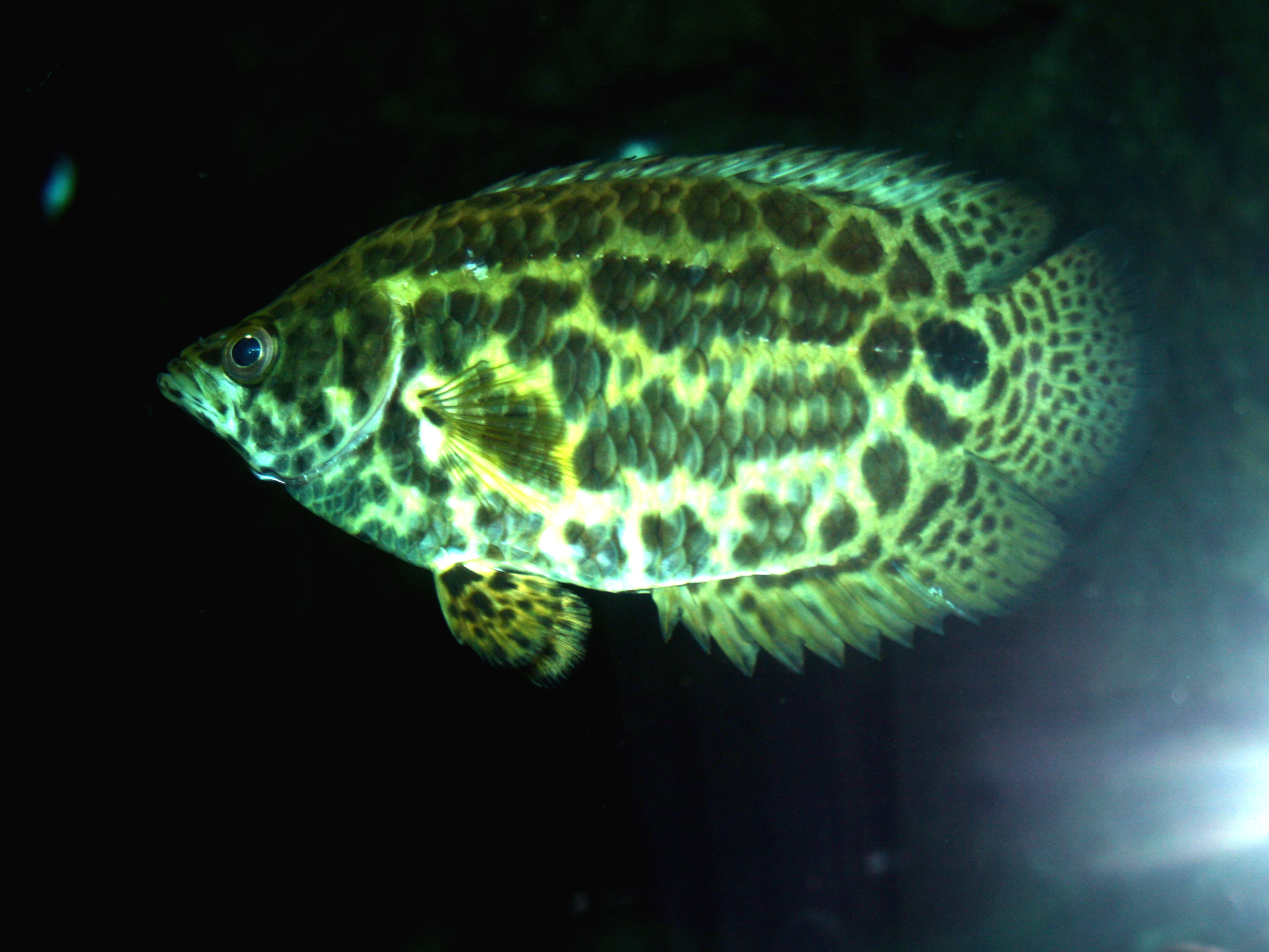 Thumbnail 3 Ctenopoma acutirostre
