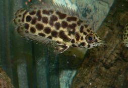 Ctenopoma acutirostre