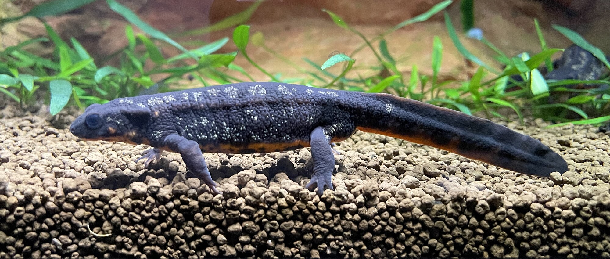 Thumbnail 2 Cynops ensicauda
