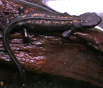 Thumbnail 3 Cynops ensicauda