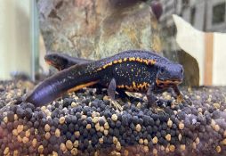 Cynops ensicauda