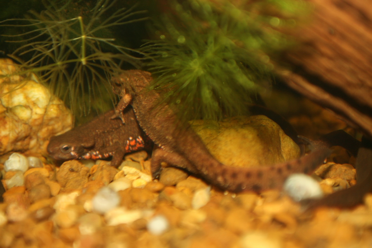 Thumbnail 2 Cynops pyrrhogaster
