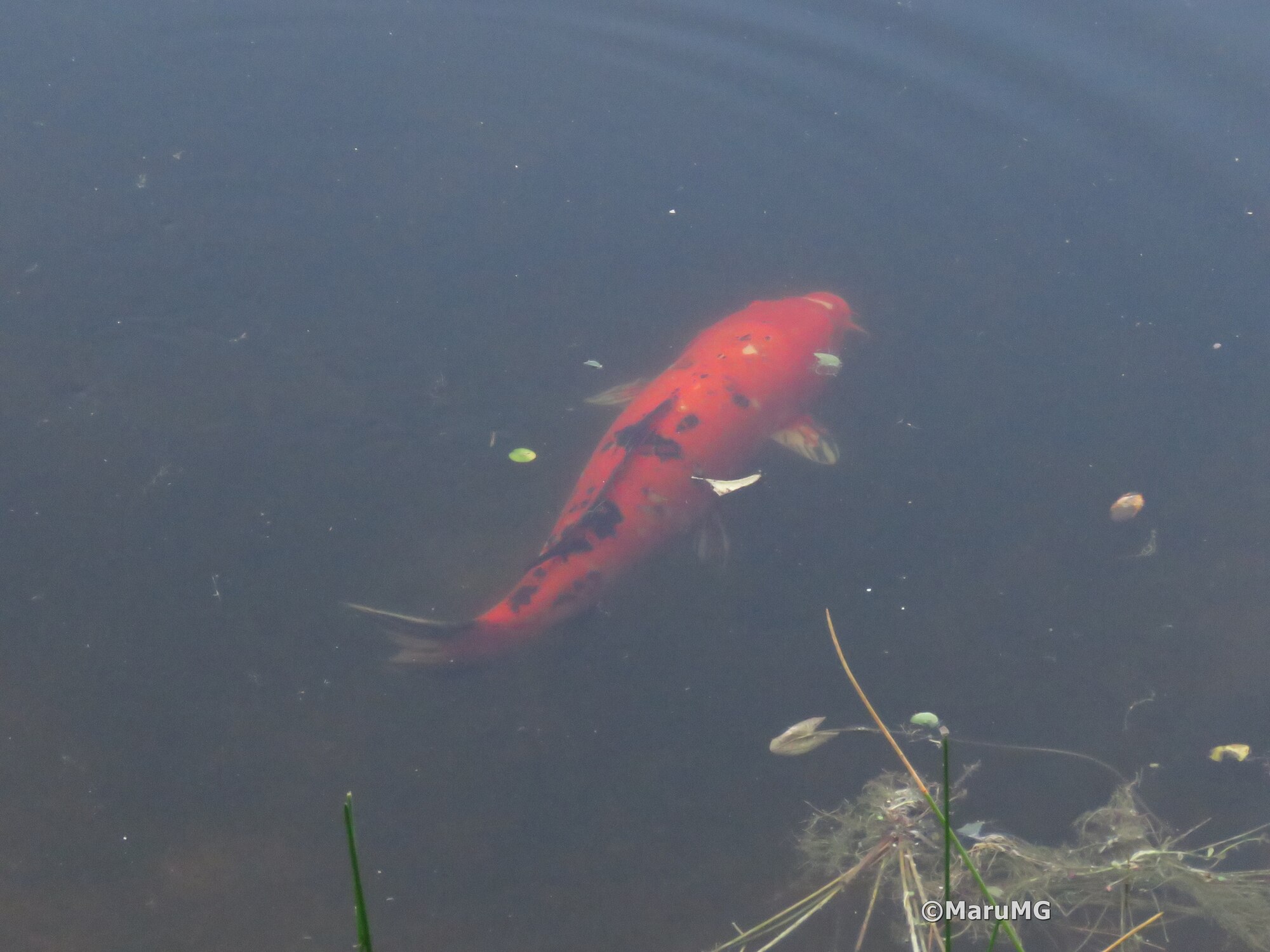 Thumbnail 2 Cyprinus rubrofuscus