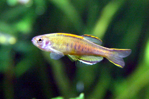 Thumbnail 2 Danio choprae