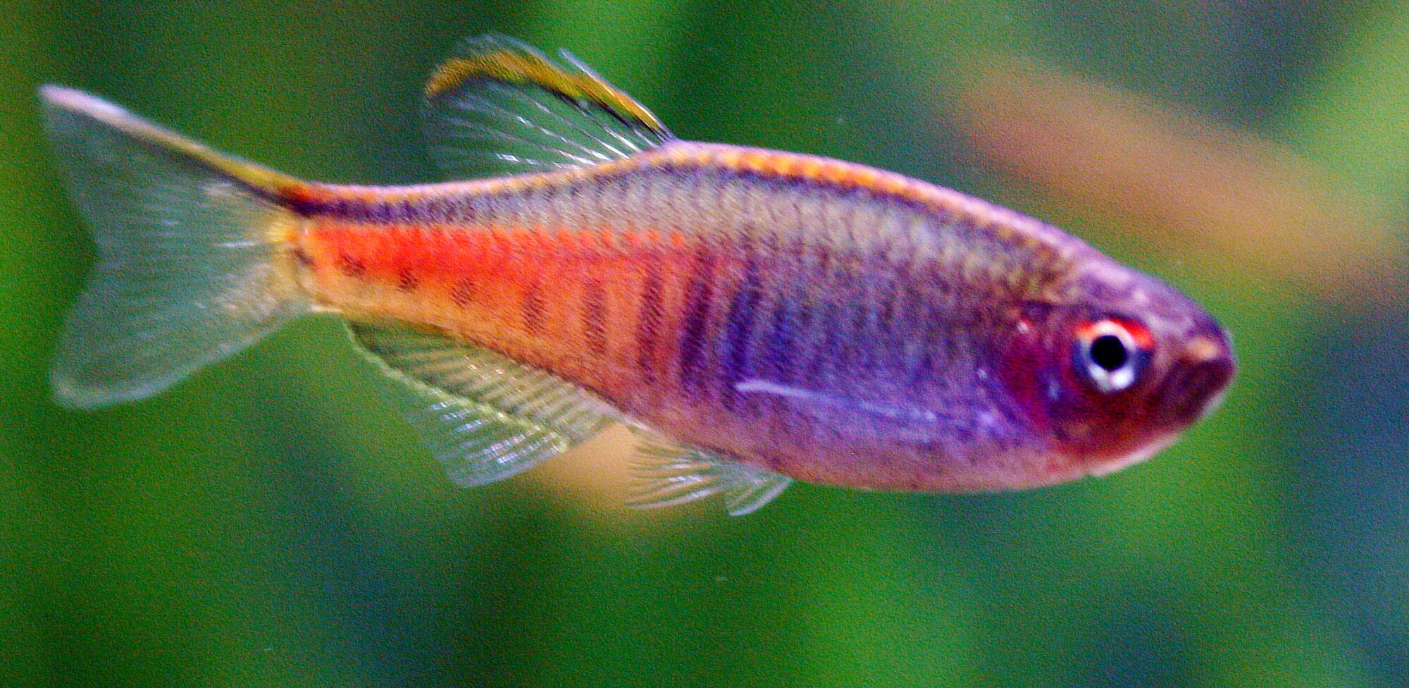Thumbnail 3 Danio choprae