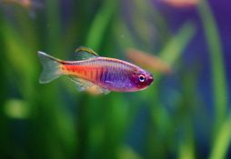 Danio choprae