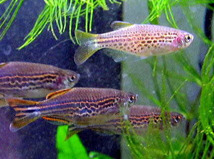 Danio kyathit