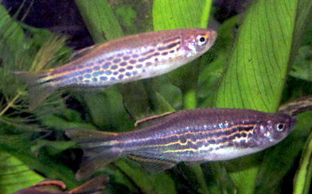 Thumbnail 2 Danio kyathit