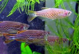 Danio kyathit