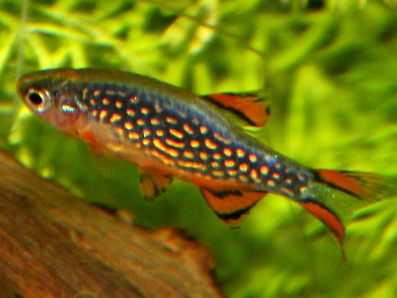 Thumbnail 2 Danio margaritatus