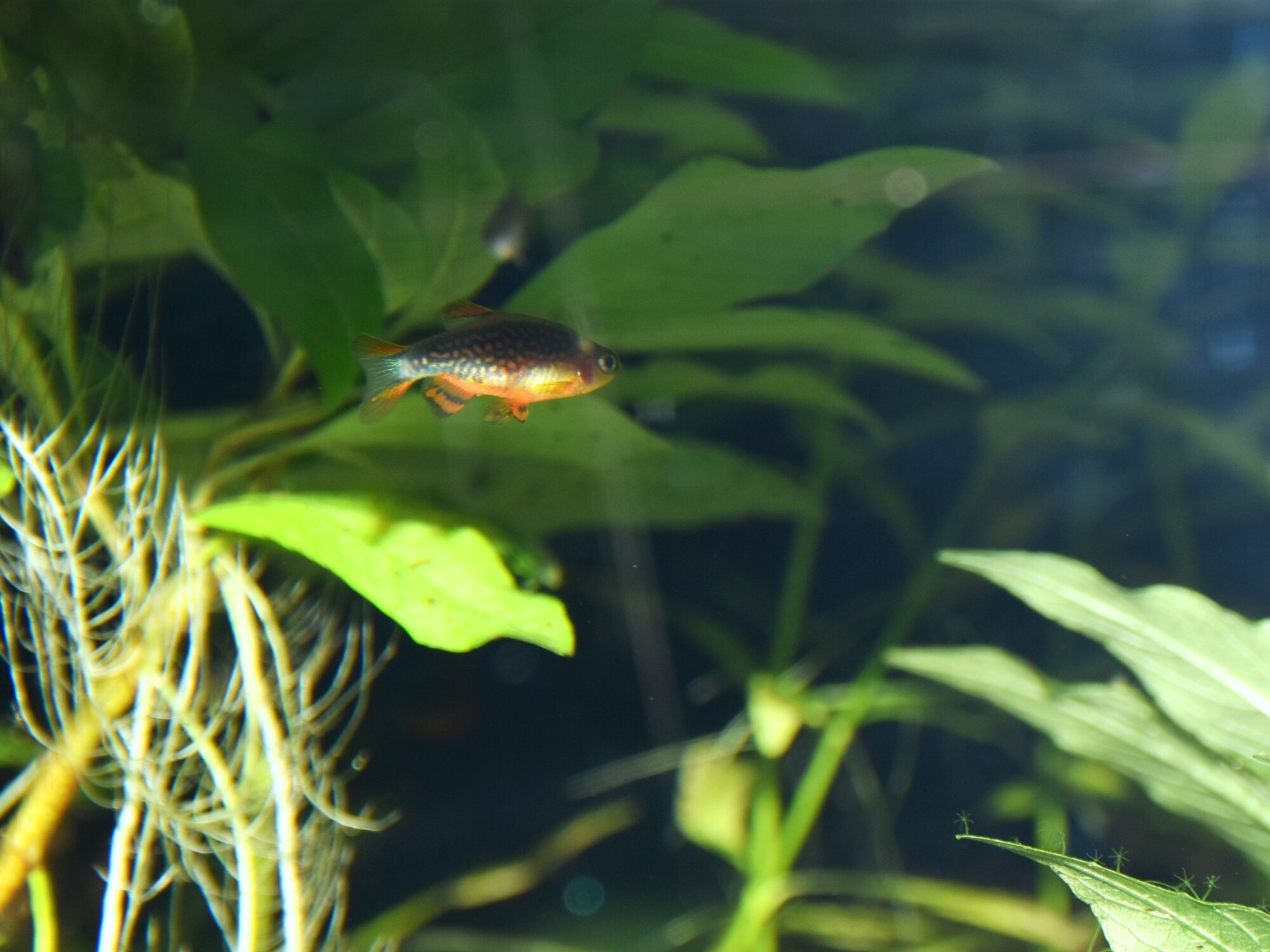 Thumbnail 3 Danio margaritatus