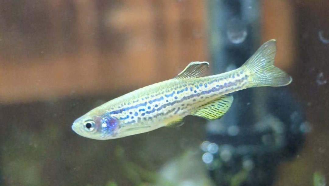 Thumbnail 2 Danio rerio