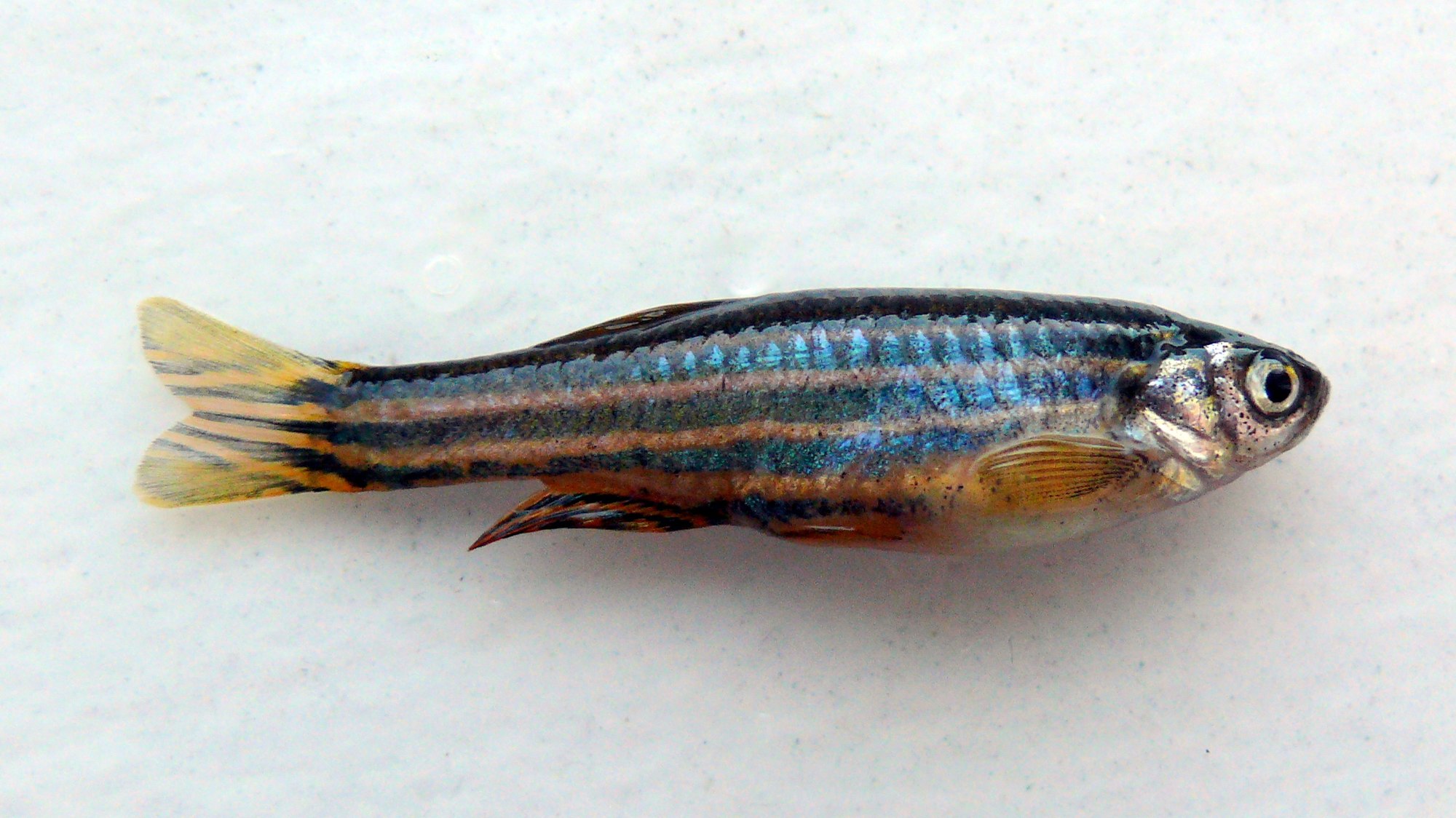 Thumbnail 3 Danio rerio