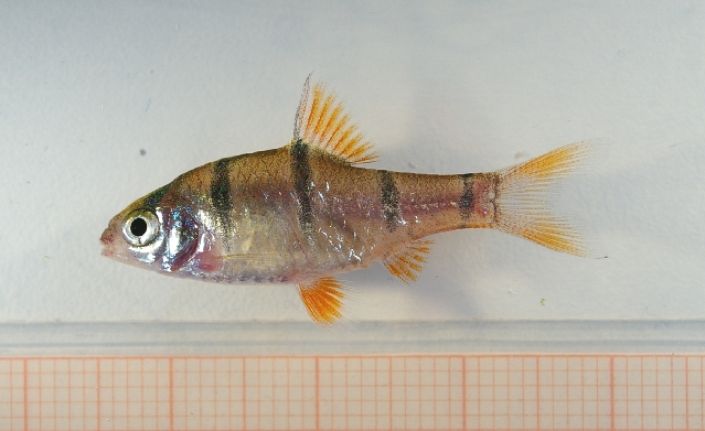 Thumbnail 2 Desmopuntius hexazona