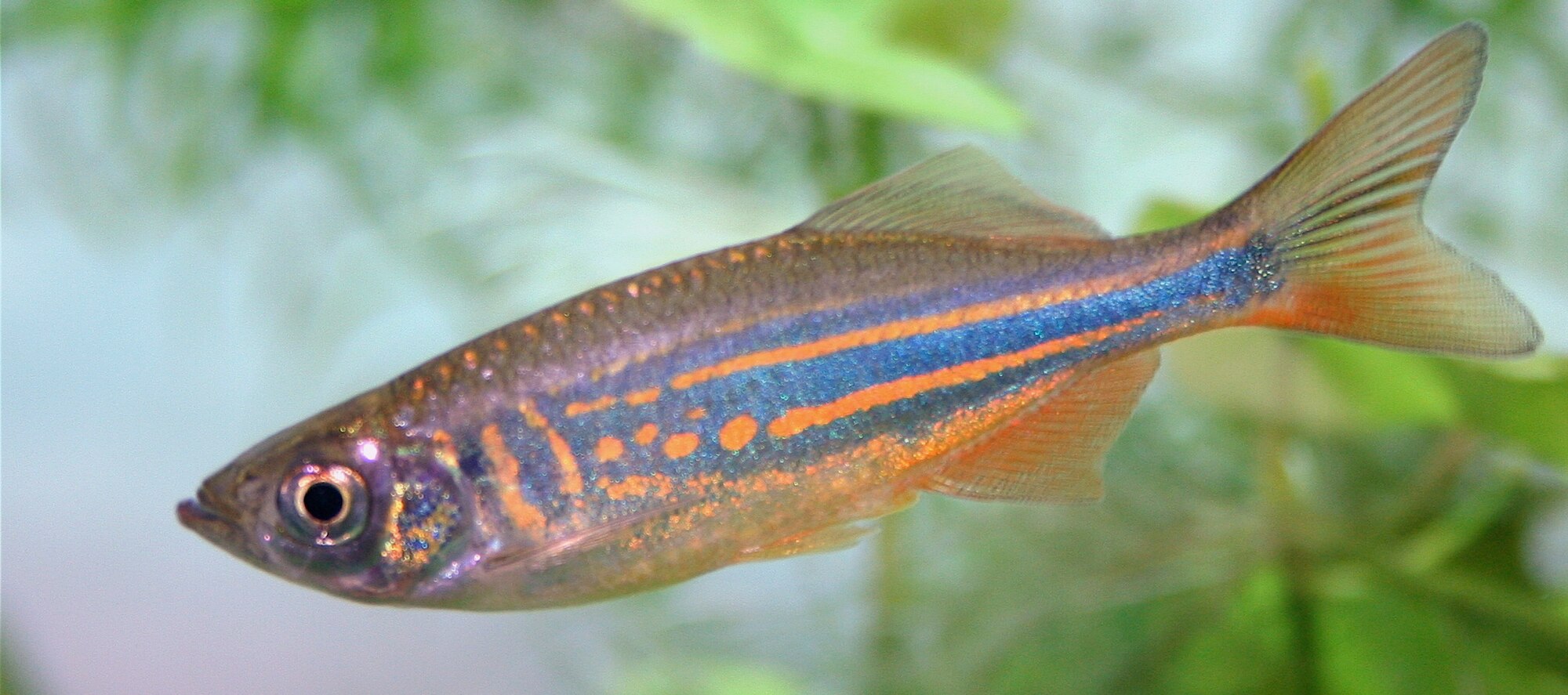 Thumbnail 2 Devario aequipinnatus