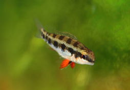 Dicrossus filamentosus