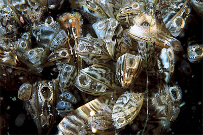 Dreissena polymorpha