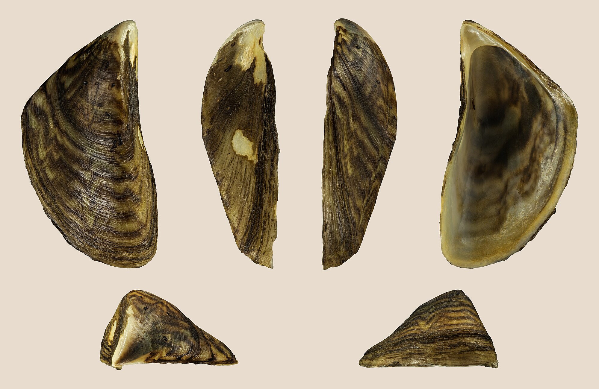 Thumbnail 2 Dreissena polymorpha