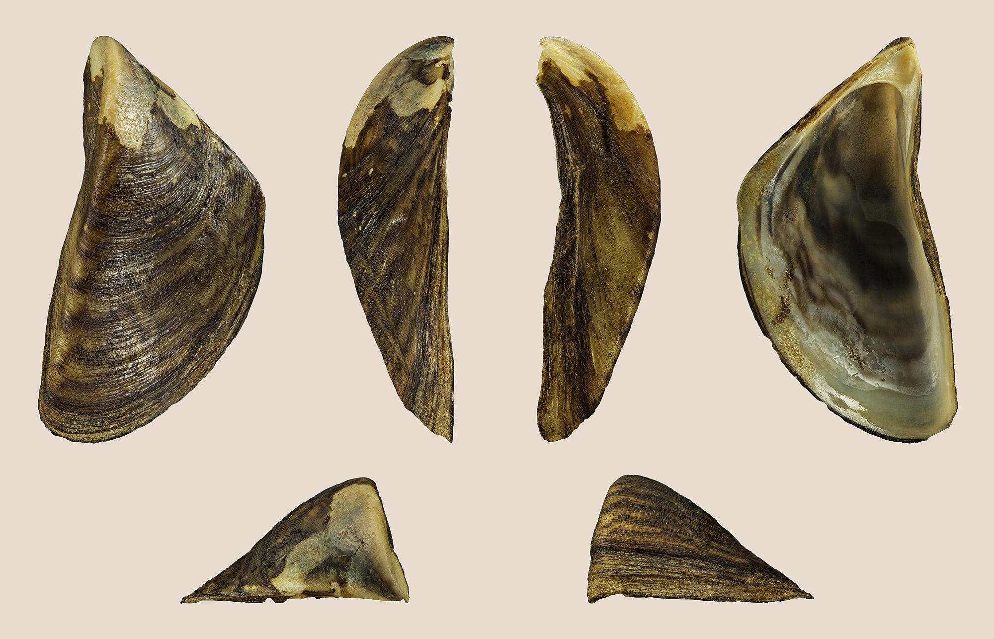 Thumbnail 3 Dreissena polymorpha