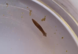 Dugesia tigrina
