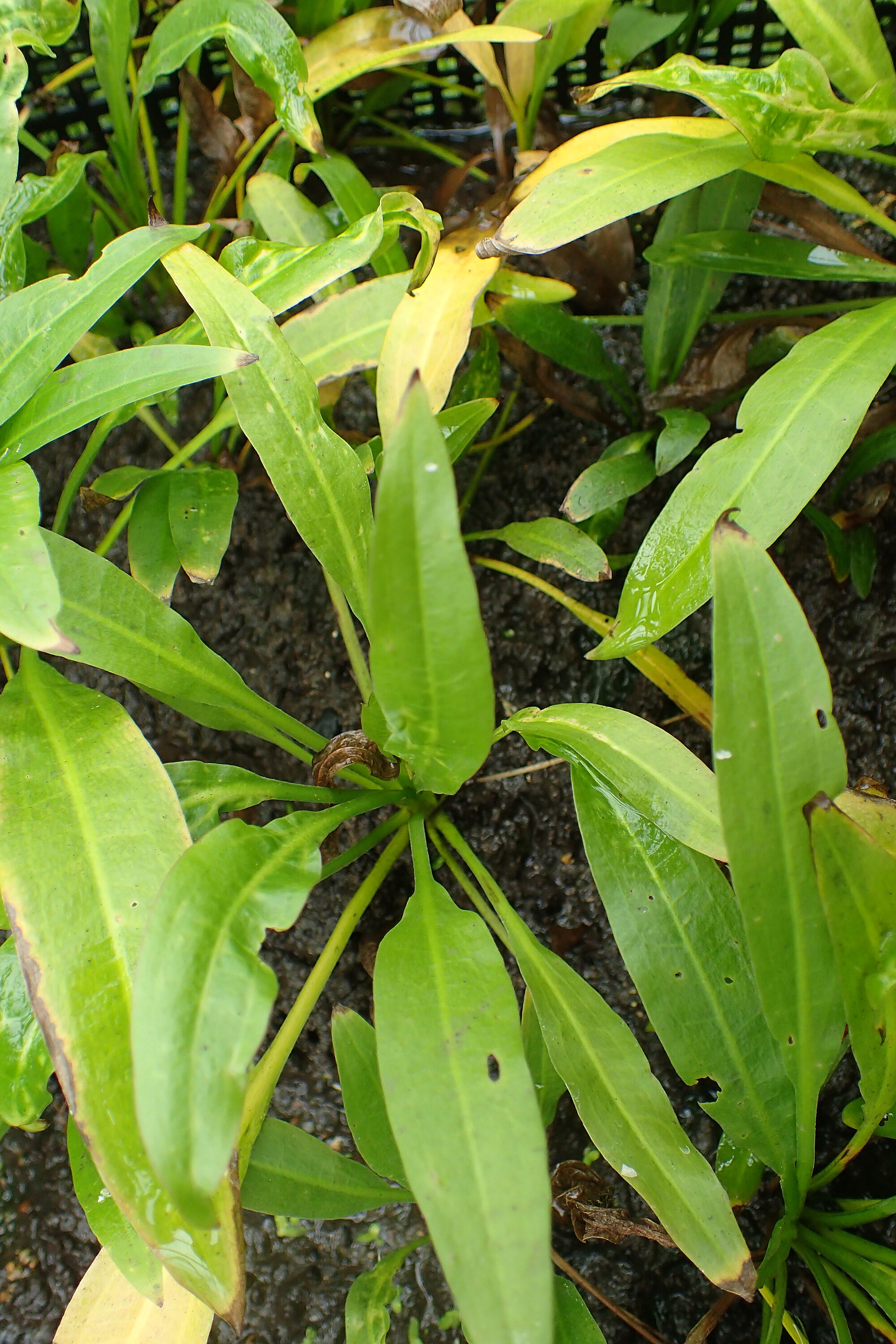 Echinodorus bleherae