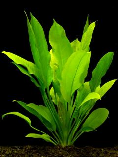 Thumbnail 2 Echinodorus bleherae